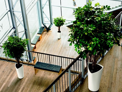 Plantes en location ou achat Plantes en location ou achat