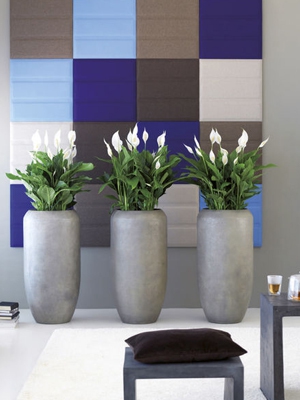 Plantes en location ou achat Plantes en location ou achat